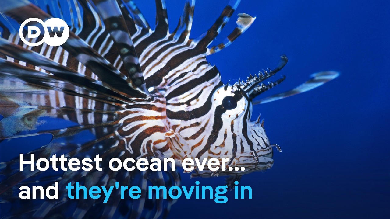 From warming seas to invasive species: What’s happening? | DW News