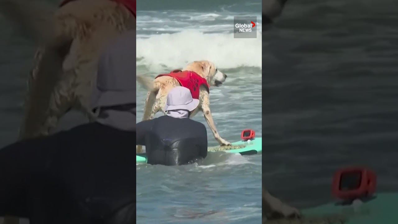 Hang ten: Pups have paws-itively tubular time at California’s World Dog Surfing Championships 🌊🐶