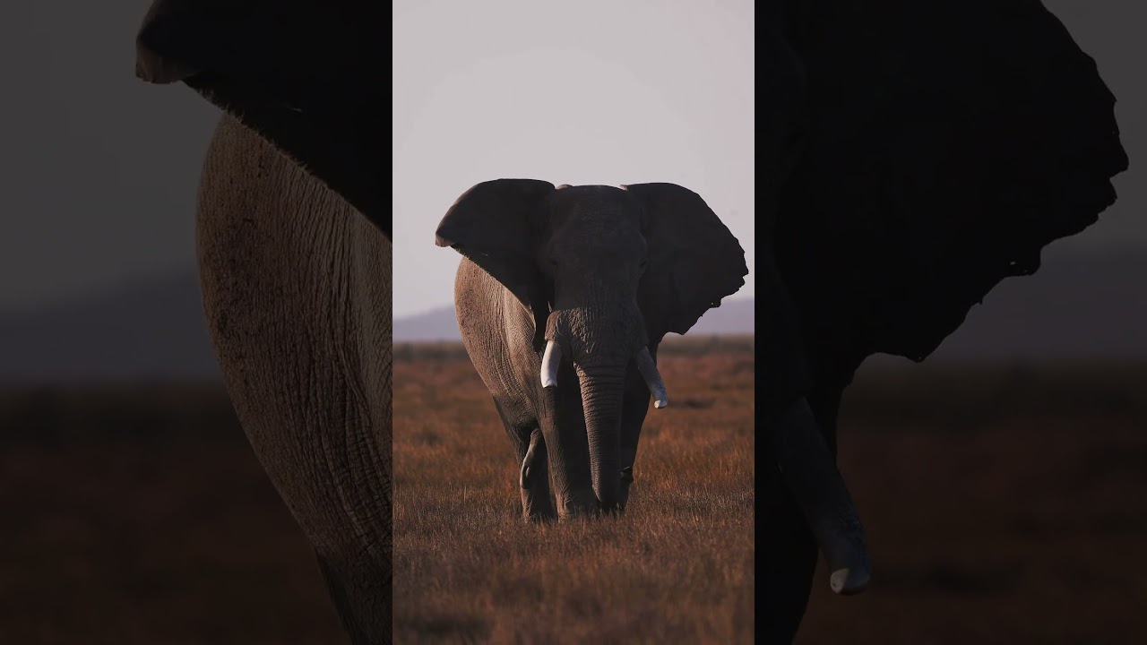 He came out of the golden light without hurry #southafrica