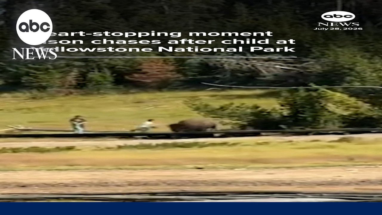 Heart-stopping moment bison chases after child at Yellowstone
