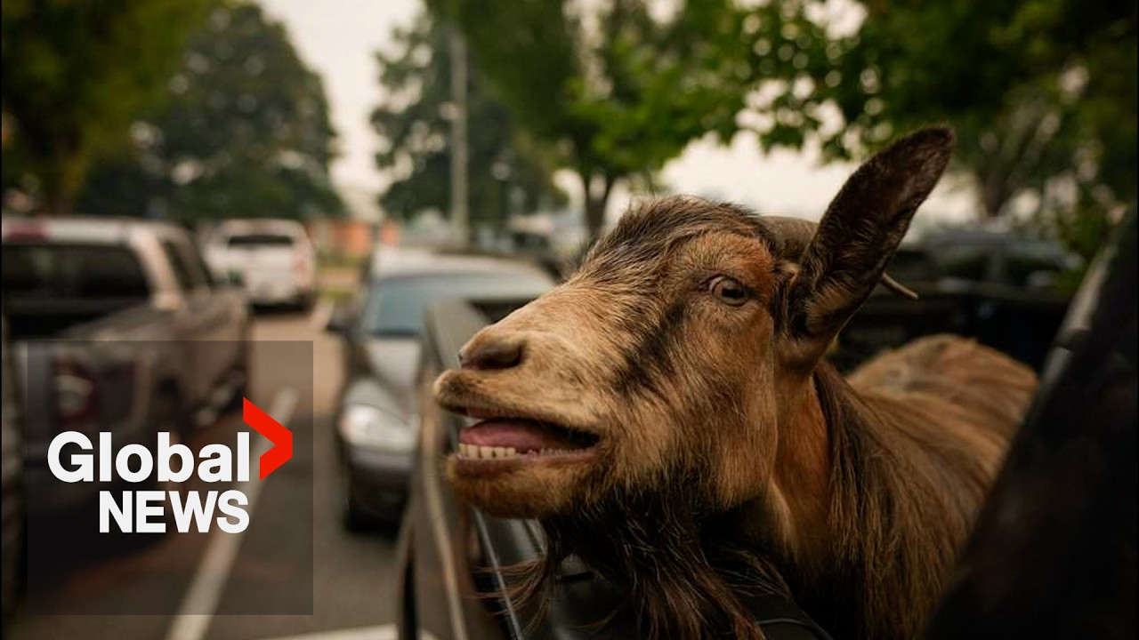 Herd of goats brings “udder” joy to BC wildfire evacuees