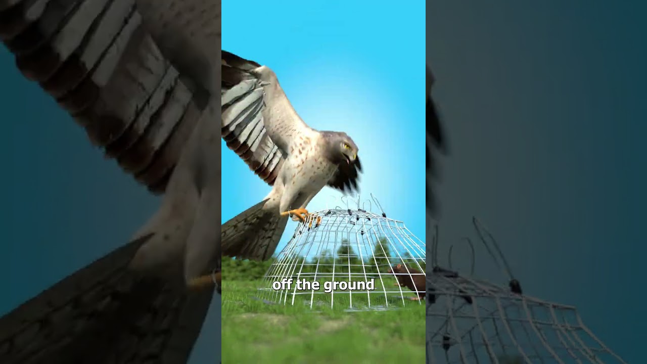 How A Hawk Snare Trap Works 🤔