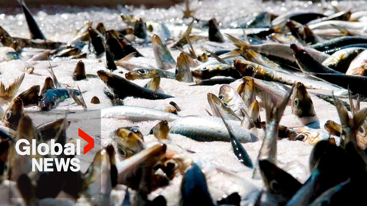 Little sardines make big splash on social media, see surge in demand