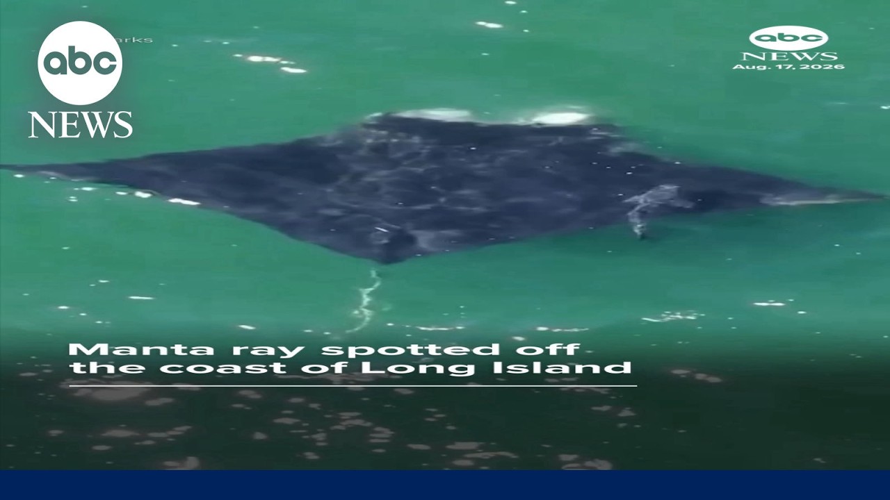 Manta ray spotted off the coast of Long Island