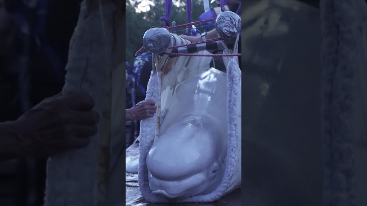 Marineland belugas and dolphins relocated to Spain
