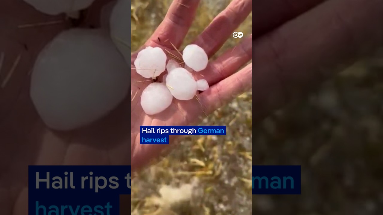 One field bears the weight of extreme weather and war | DW News
