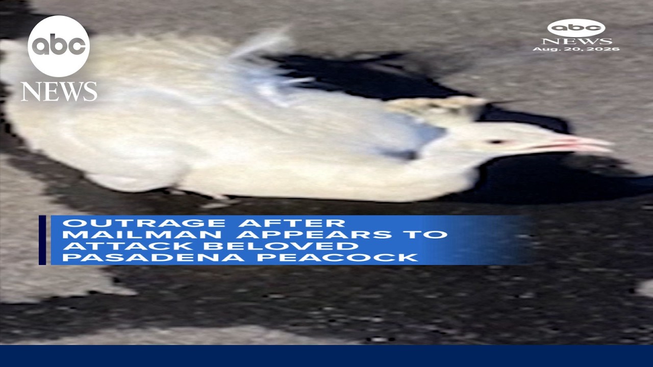 Outrage after mailman appears to attack beloved Pasadena peacock