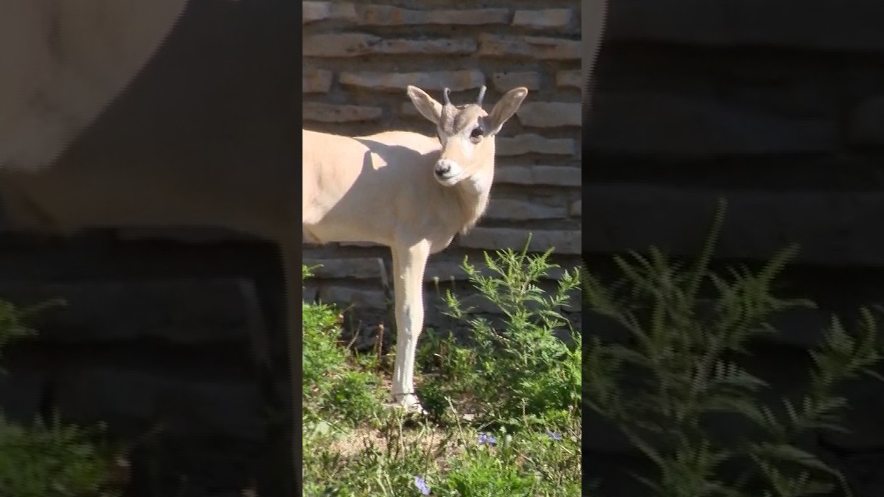 Rare addax calf born at Buffalo Zoo