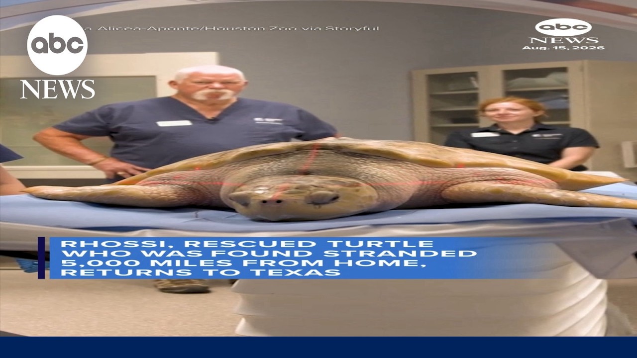 Rescued sea turtle found 5,000 miles from home returns to Texas