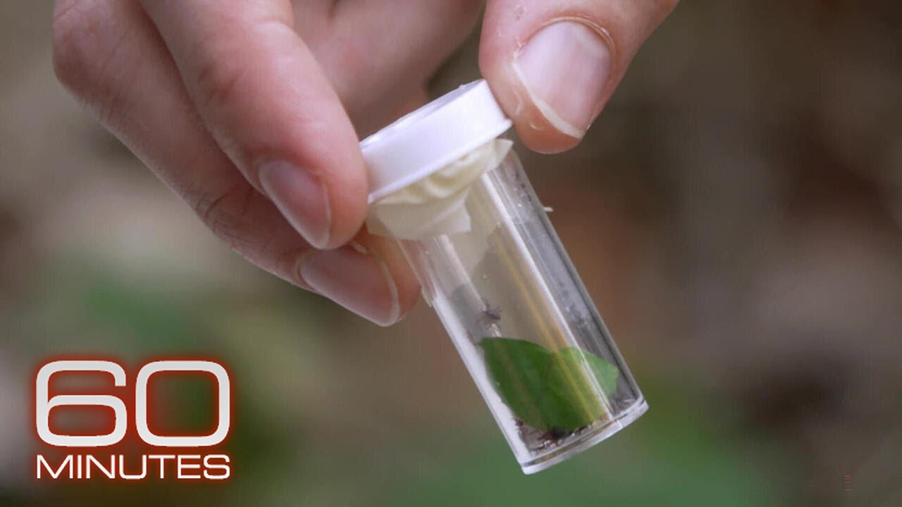 Sculpting Evolution: Using genetic engineering to curb Lyme | 60 Minutes Archive