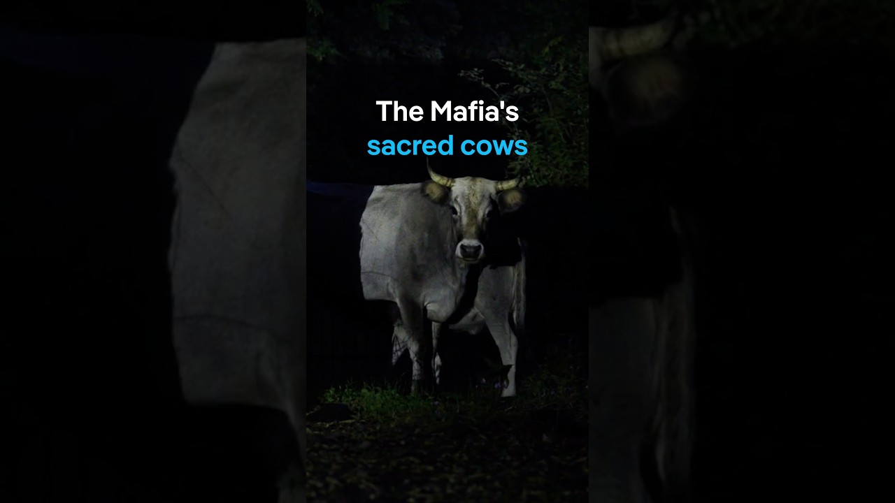 The sacred cows of the ’Ndrangheta | DW Documentary
