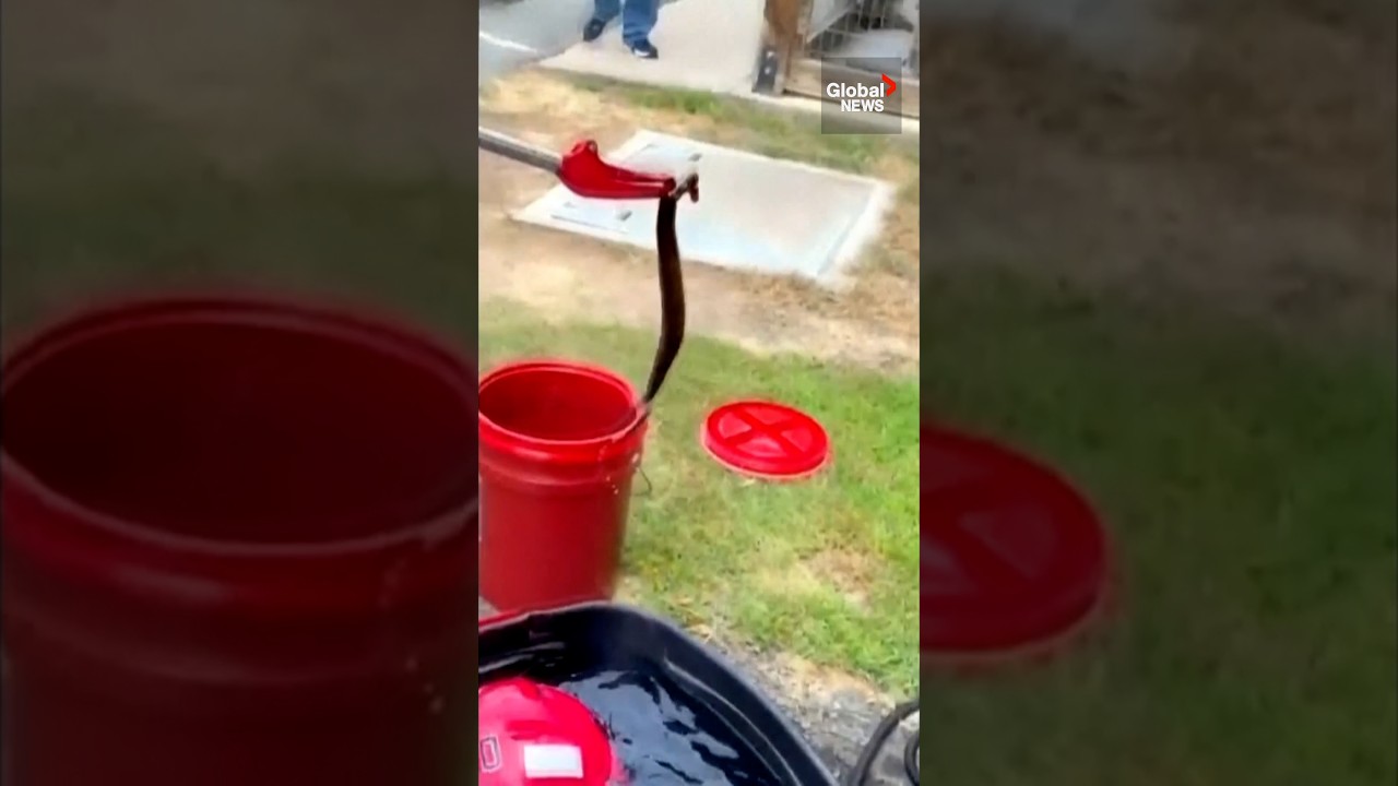 There’s a snake in my helmet! Football player finds venomous serpent hiding in headgear 🐍