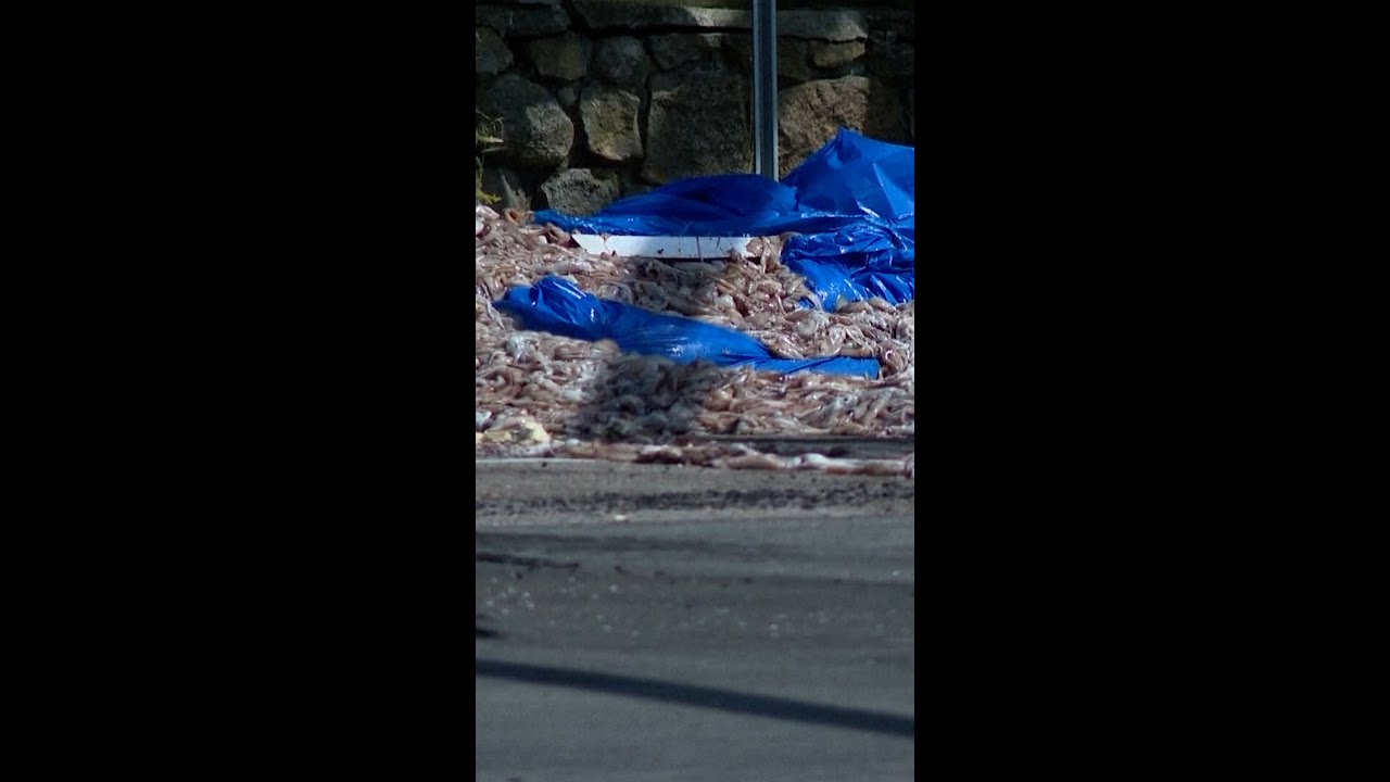 Thousands of pounds of squid spilled on road