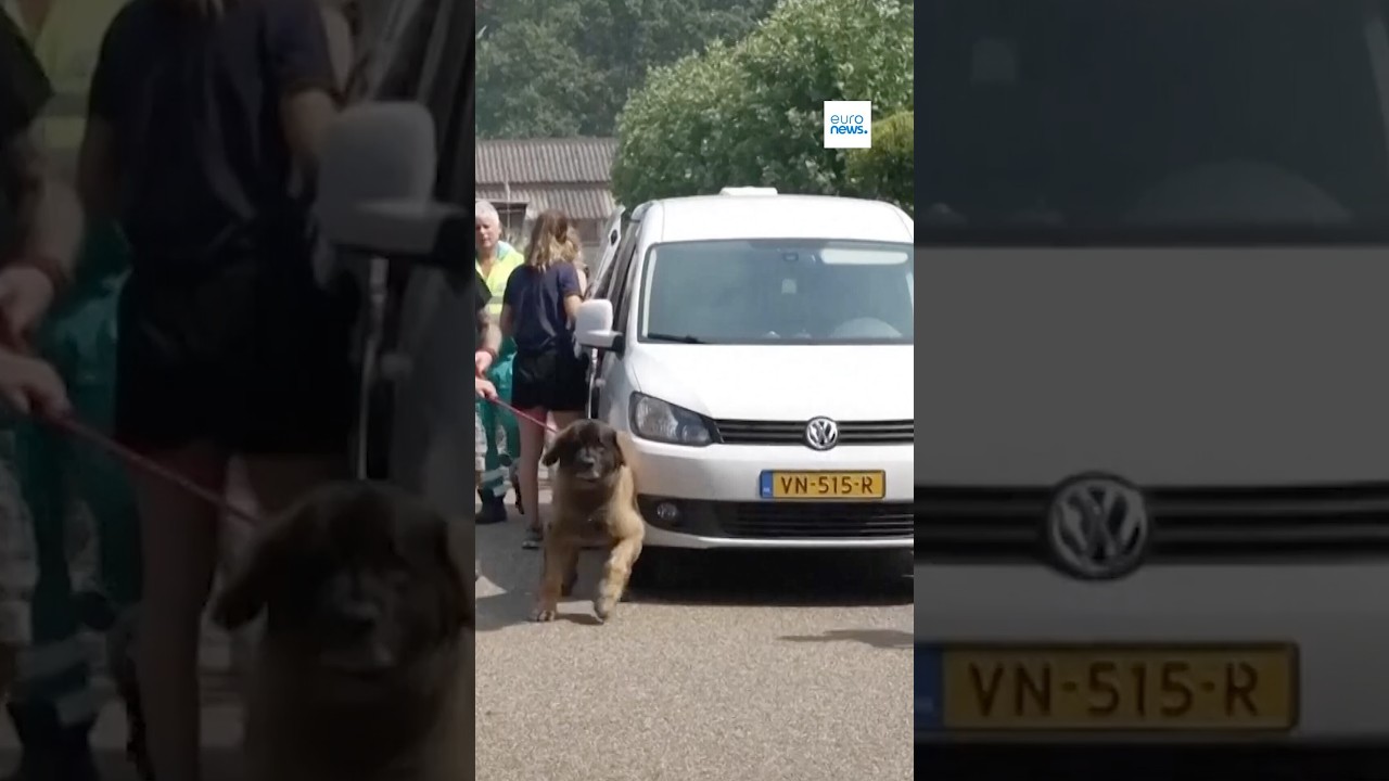 Volunteers evacuate animals as wildfire threatens southern Netherlands