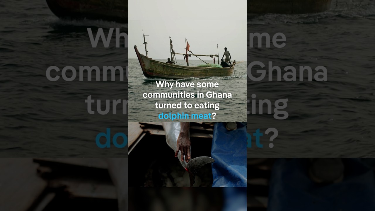 Why have some communities in Ghana turned to eating dolphin meat? | DW Documentary