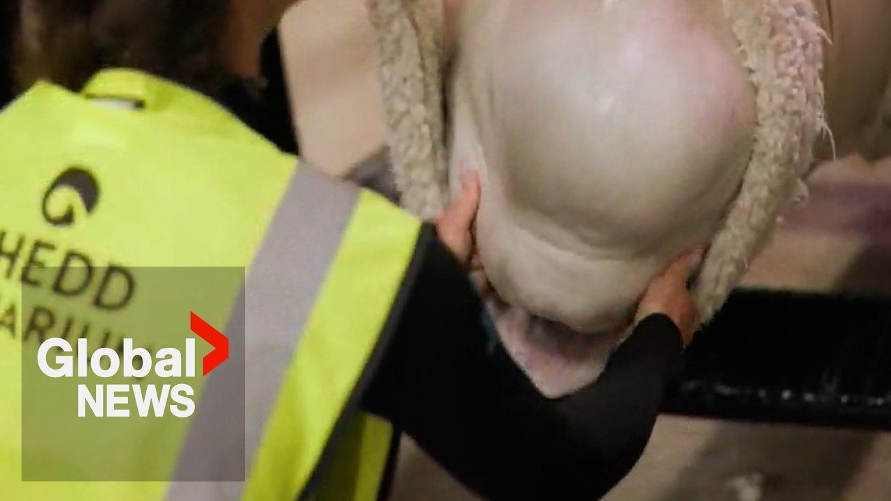 3rd beluga whale from Marineland dies after rescue transfer