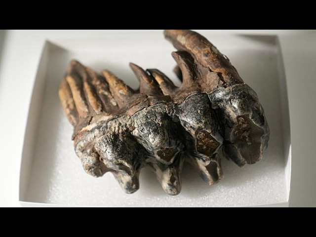 A tooth from the Ice Age: Mastodon fossil found in San Francisco Bay Area