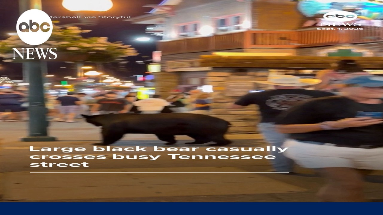 Black bear casually crosses street in Tennessee