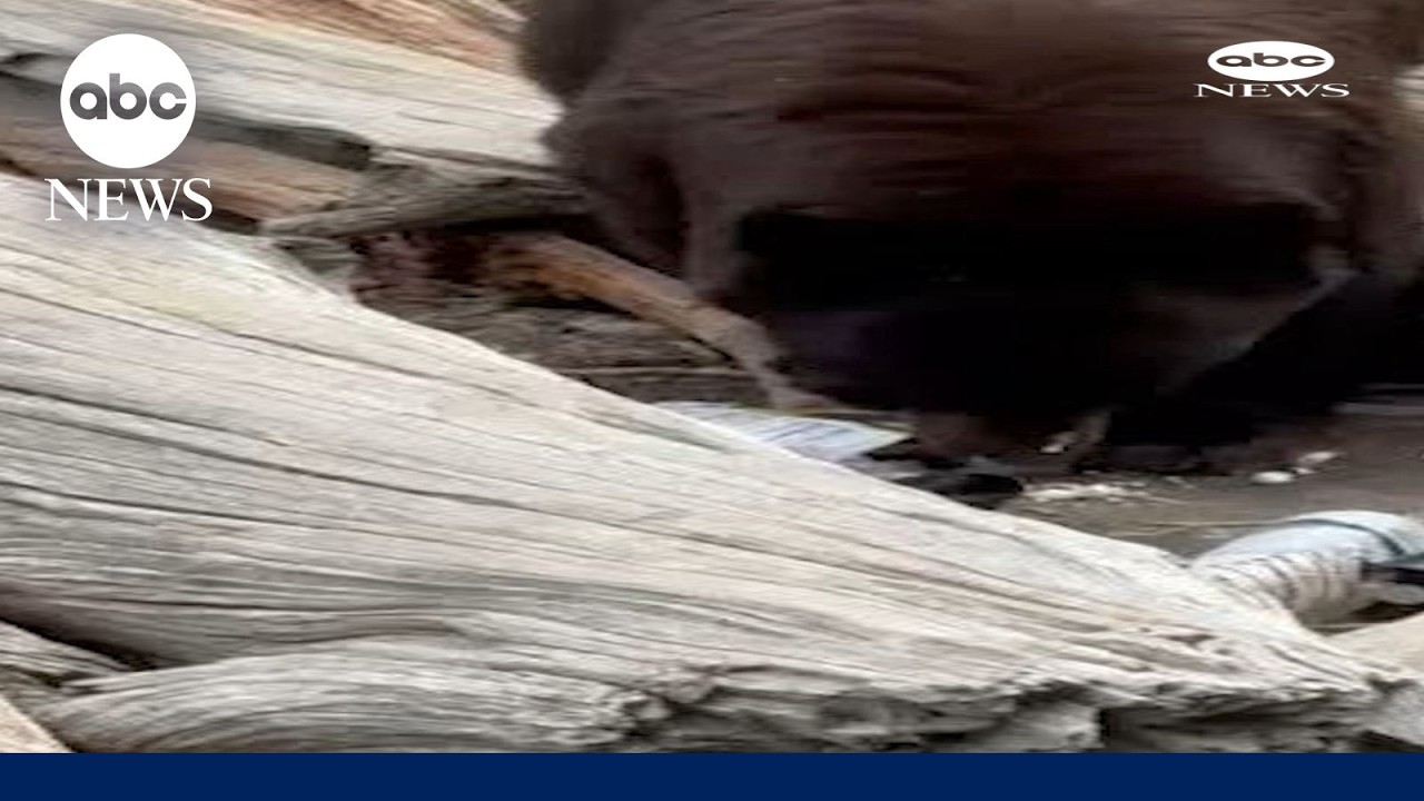 Black bear euthanized after visitors repeatedly left food behind: Officials