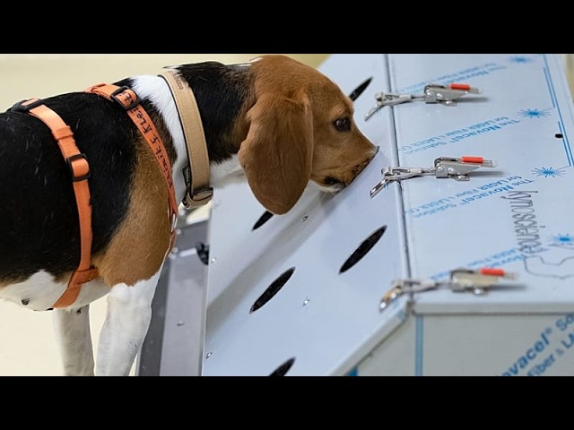 Can dogs sniff out cancer? Indian start-up turns their noses to AI