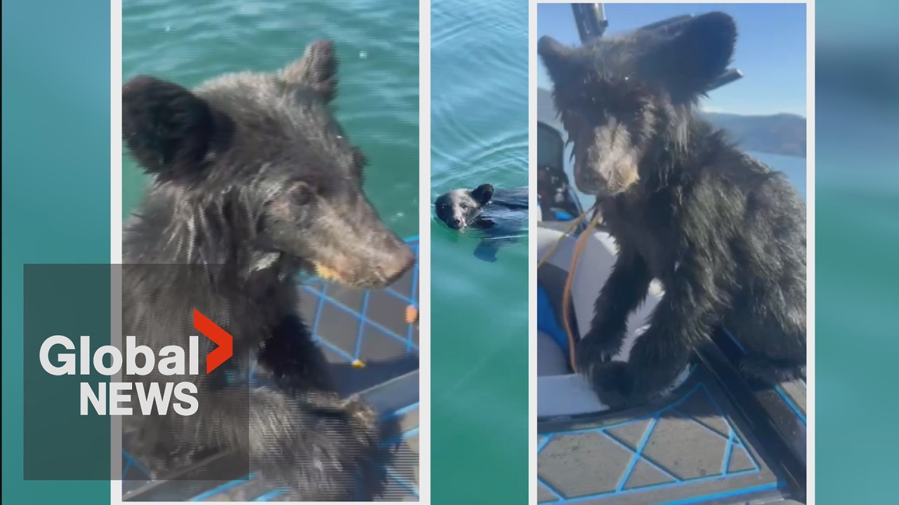 Concerns grow for BC bear cub “Boo Boo” is rescued from lake, but left to fend for itself on shore