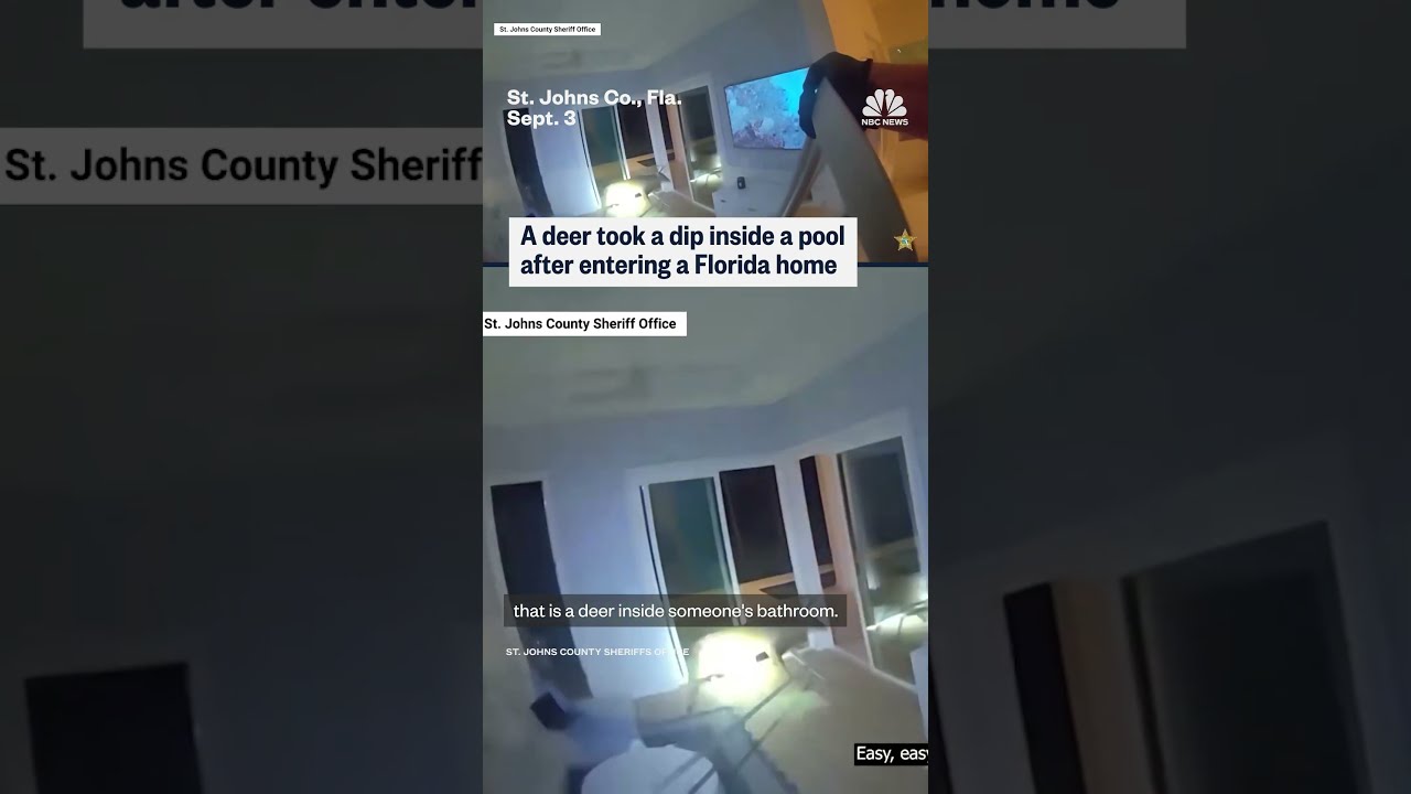 Deer takes a swim after entering Florida home