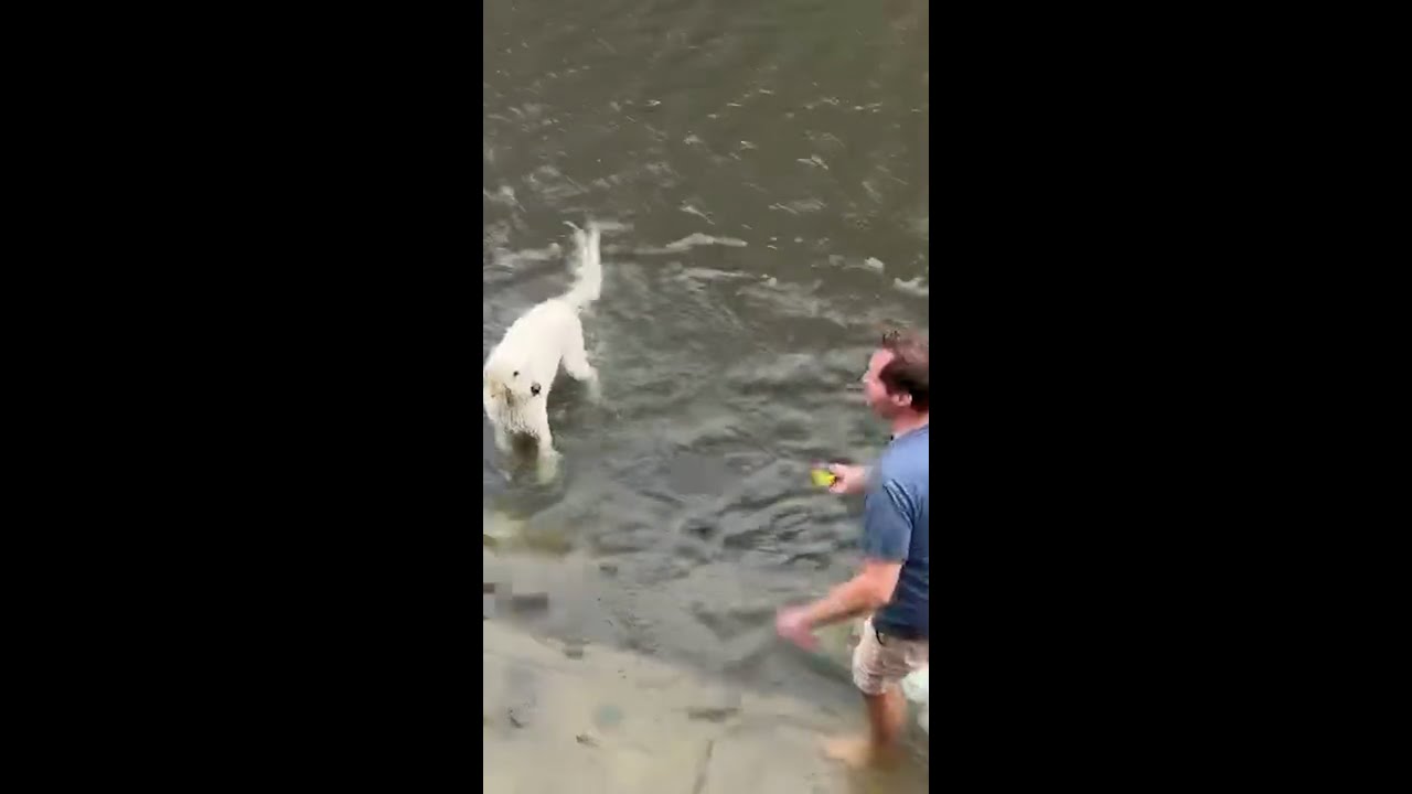 Dog plays fetch in a flooded street after nor’easter