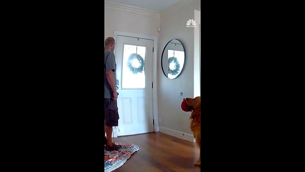 Dog tries to befriend home intruder