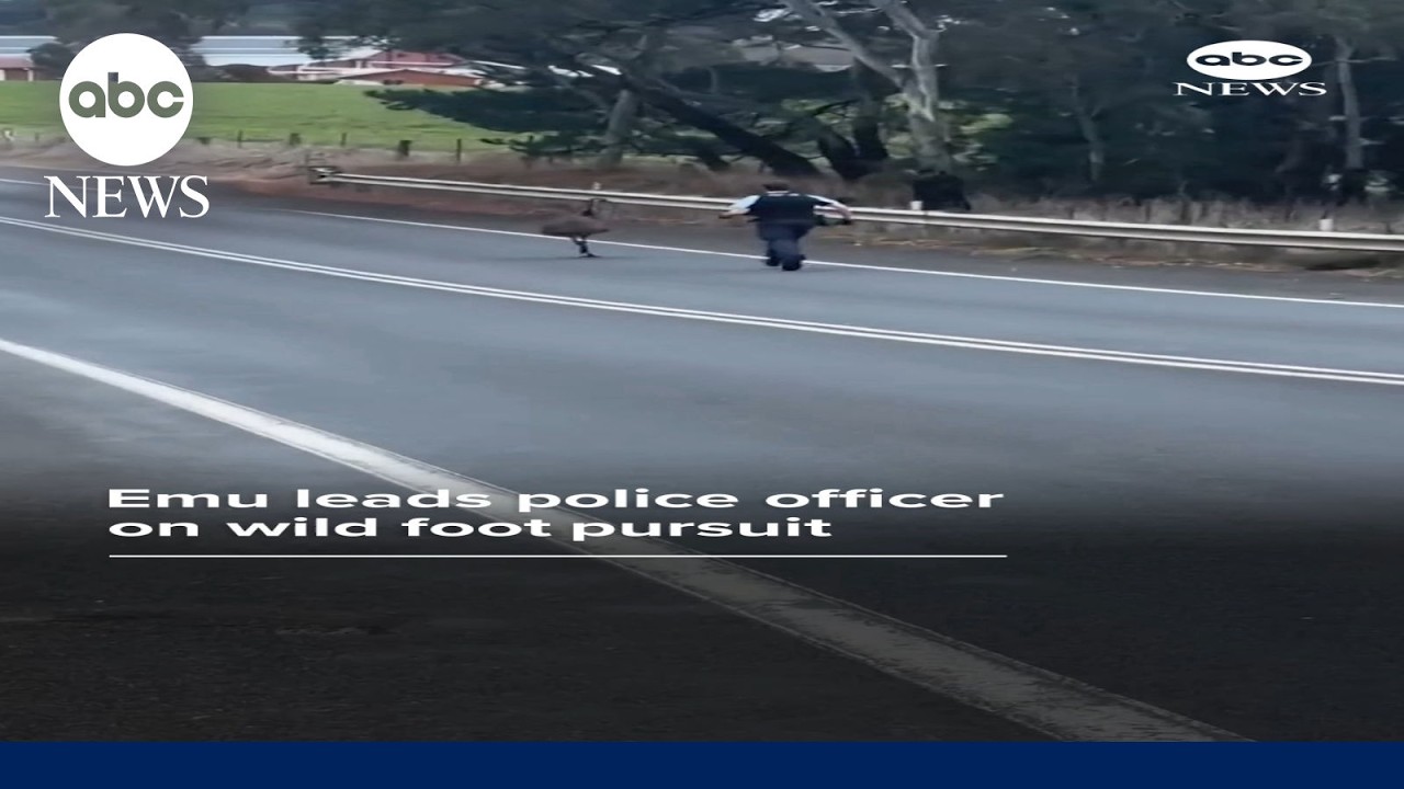 Emu leads police officer on wild foot pursuit