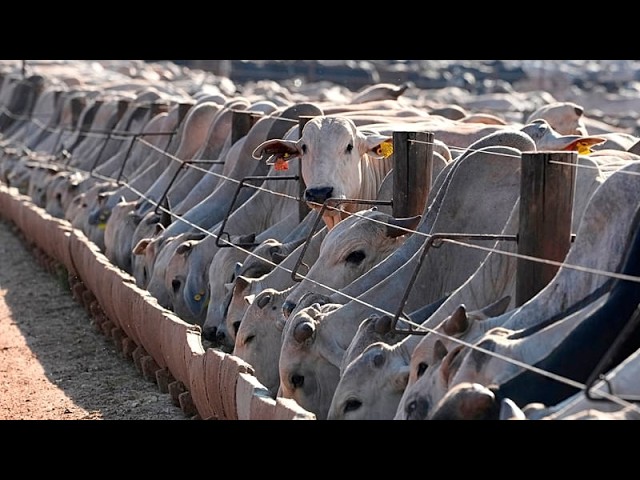 EU suspension of Brazilian meat comes into force, despite ongoing talks with Brasília