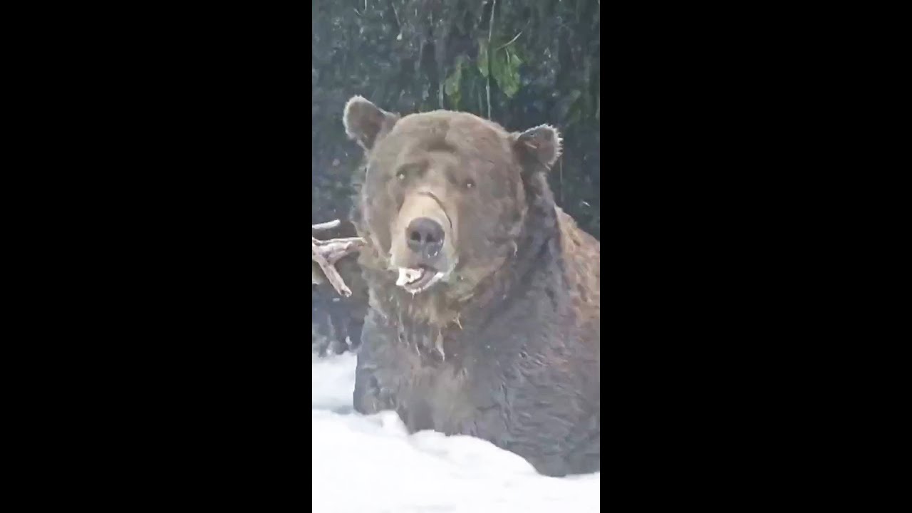 ‘Fat Bear Week’ gets underway with voting ahead of hibernation