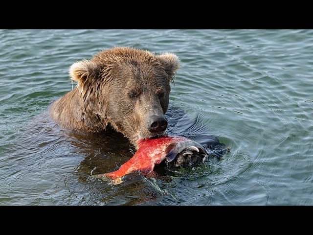 Fat Bear Week returns as Alaska’s biggest bears compete for the crown