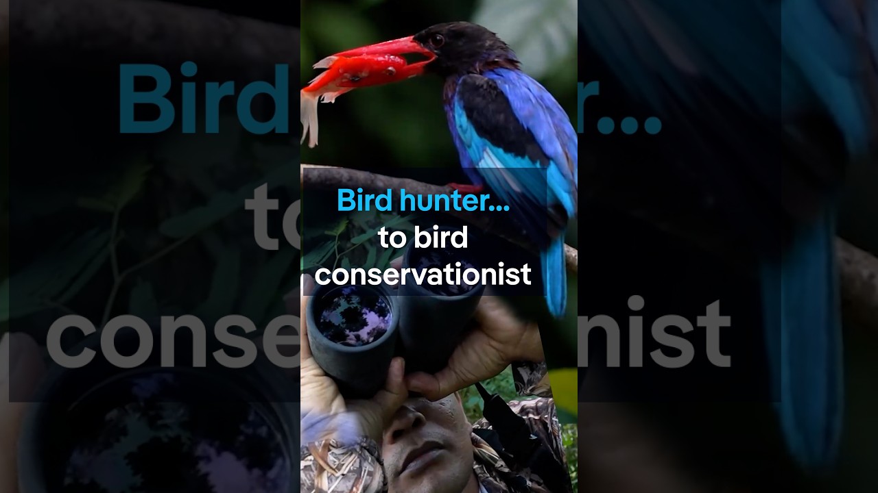 From bird hunter to bird conservationist | DW News