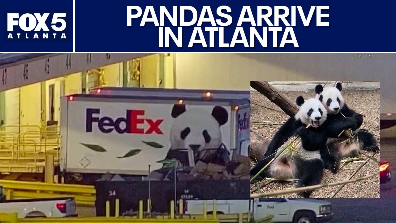 Giant pandas Ping Ping and Fu Shuang arrive in Atlanta | FOX 5 News
