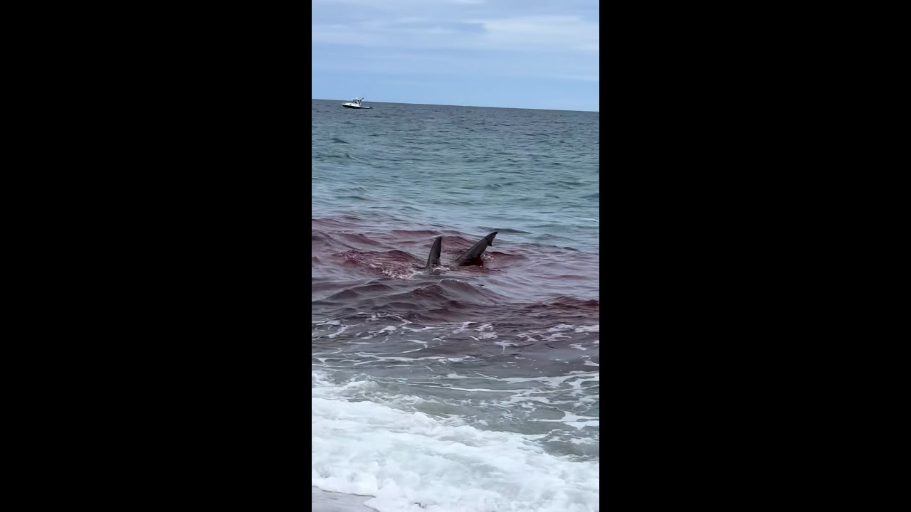 Great white shark attacks seal near Nantucket shoreline