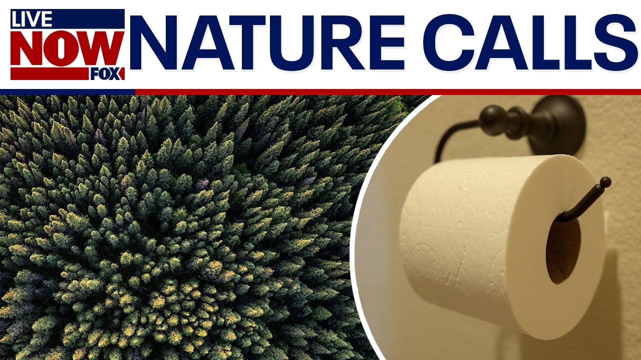 How toilet paper brands are impacting the world’s largest forests
