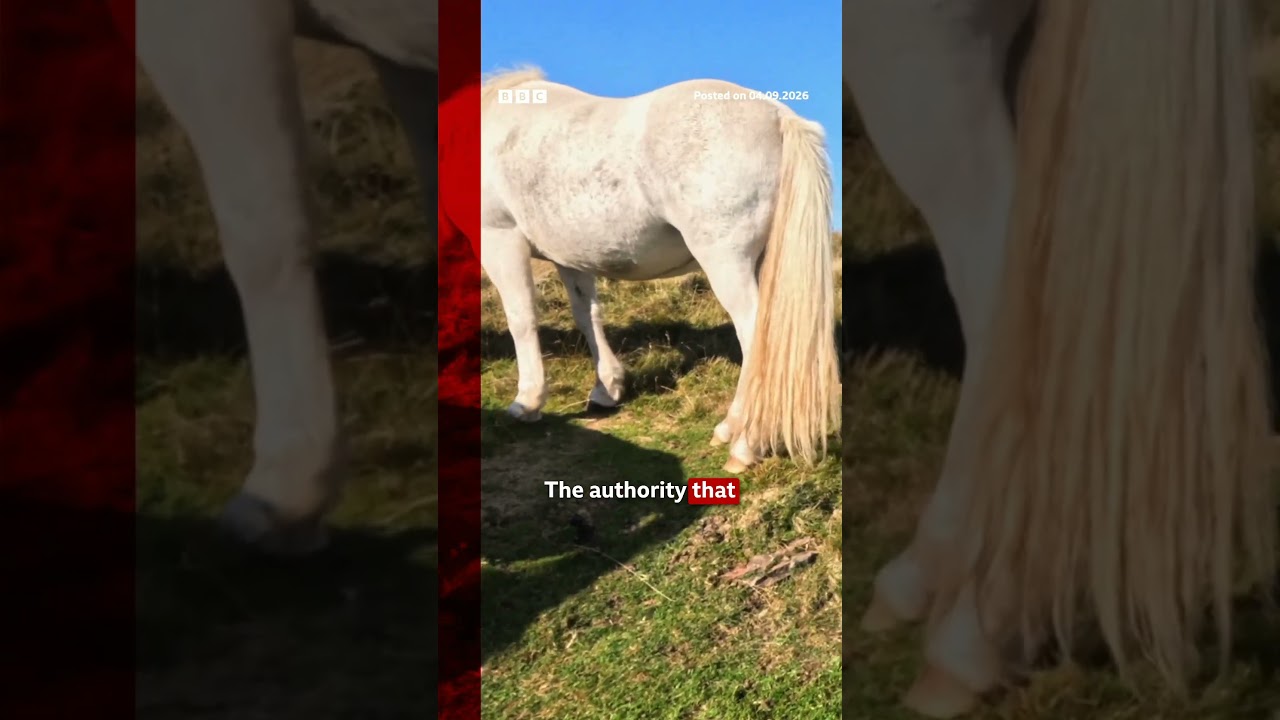 Human poo and maggot-infested food left behind at beauty spot. #Wales #BBCNews