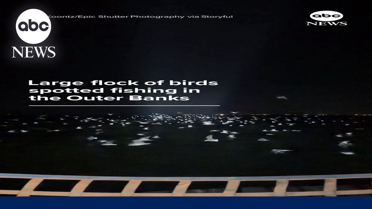 Large flock of birds spotted fishing in the Outer Banks