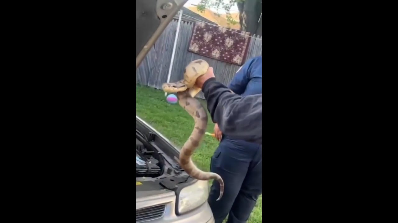 Massive snake found in the engine of a car in Wisconsin