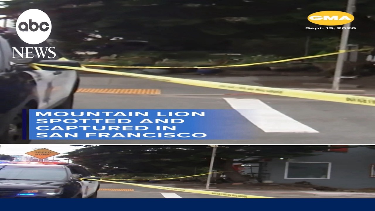 Mountain lion spotted and captured in San Francisco