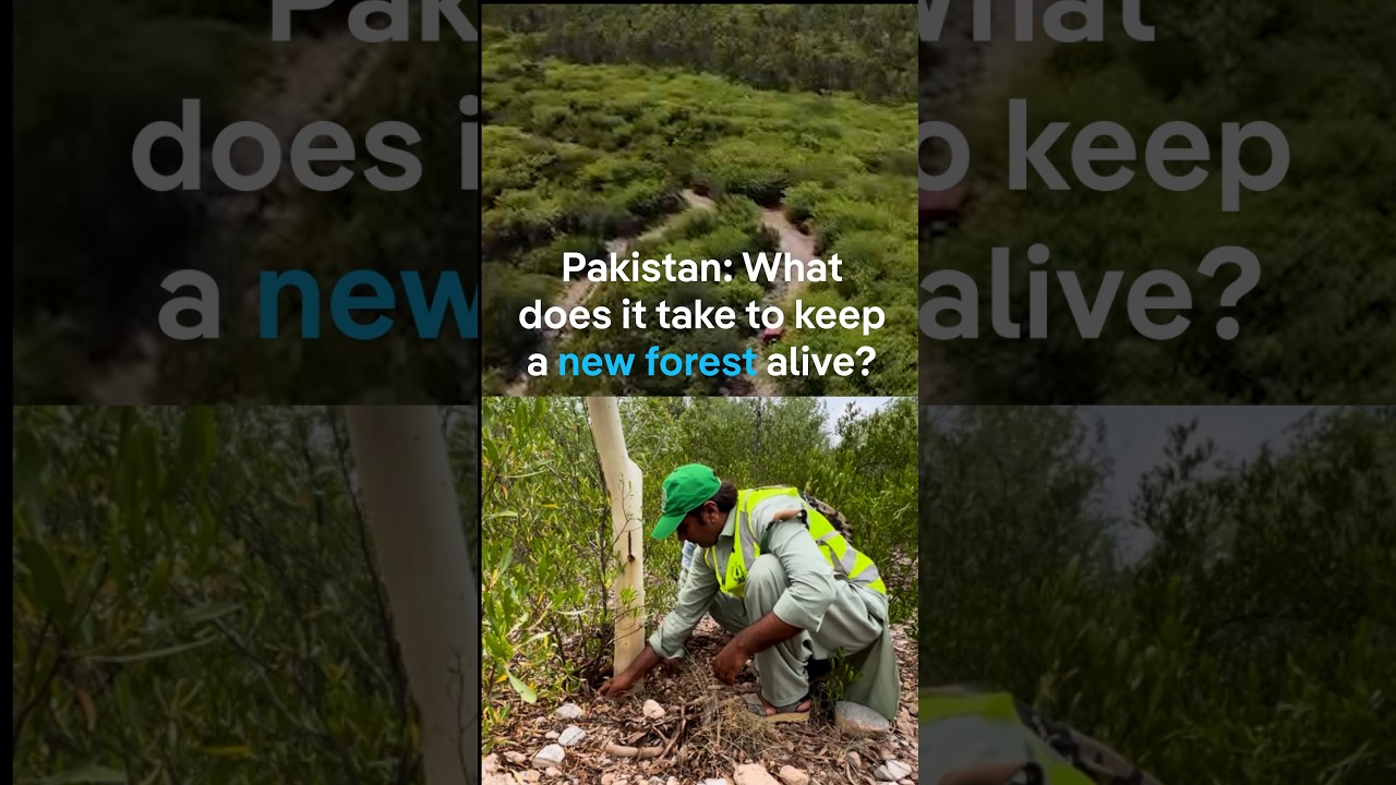 Pakistan: What does it take to keep a new forest alive? | DW News