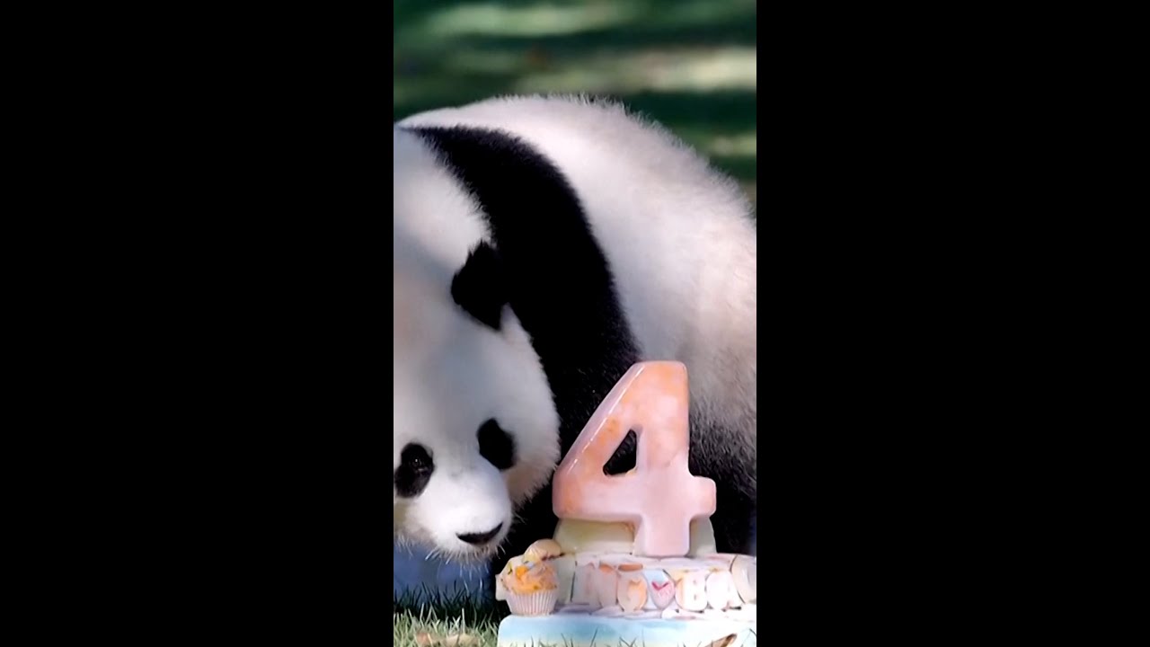 Panda celebrates fourth birthday at Smithsonian National Zoo