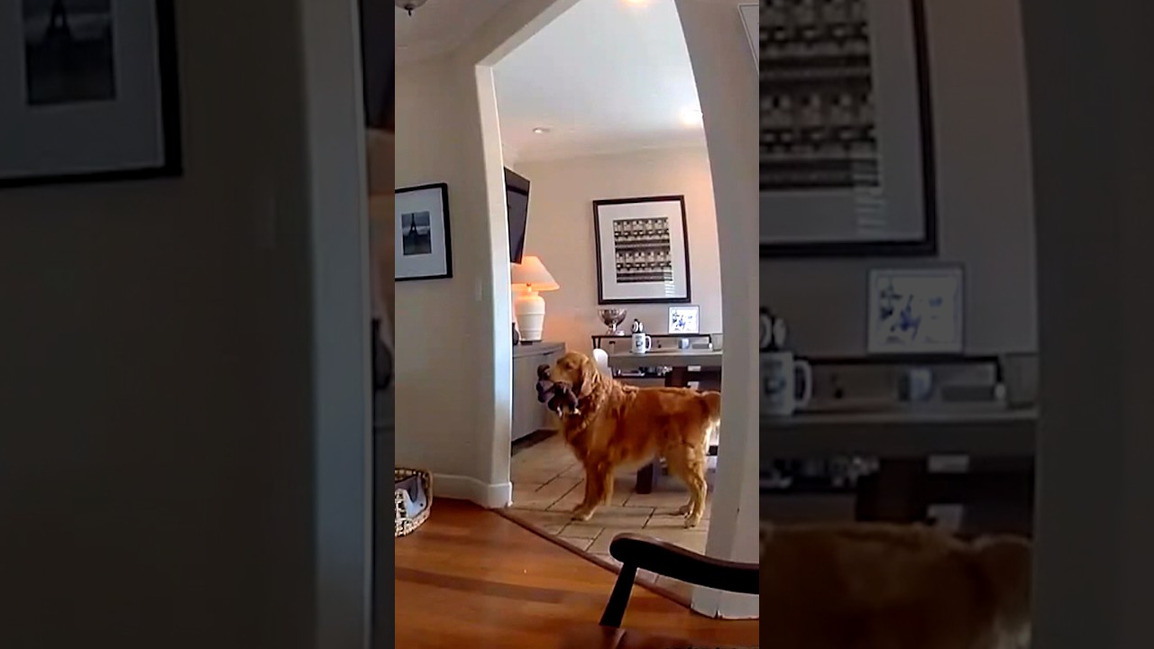 Paws off duty: Golden retriever welcomes suspected burglar