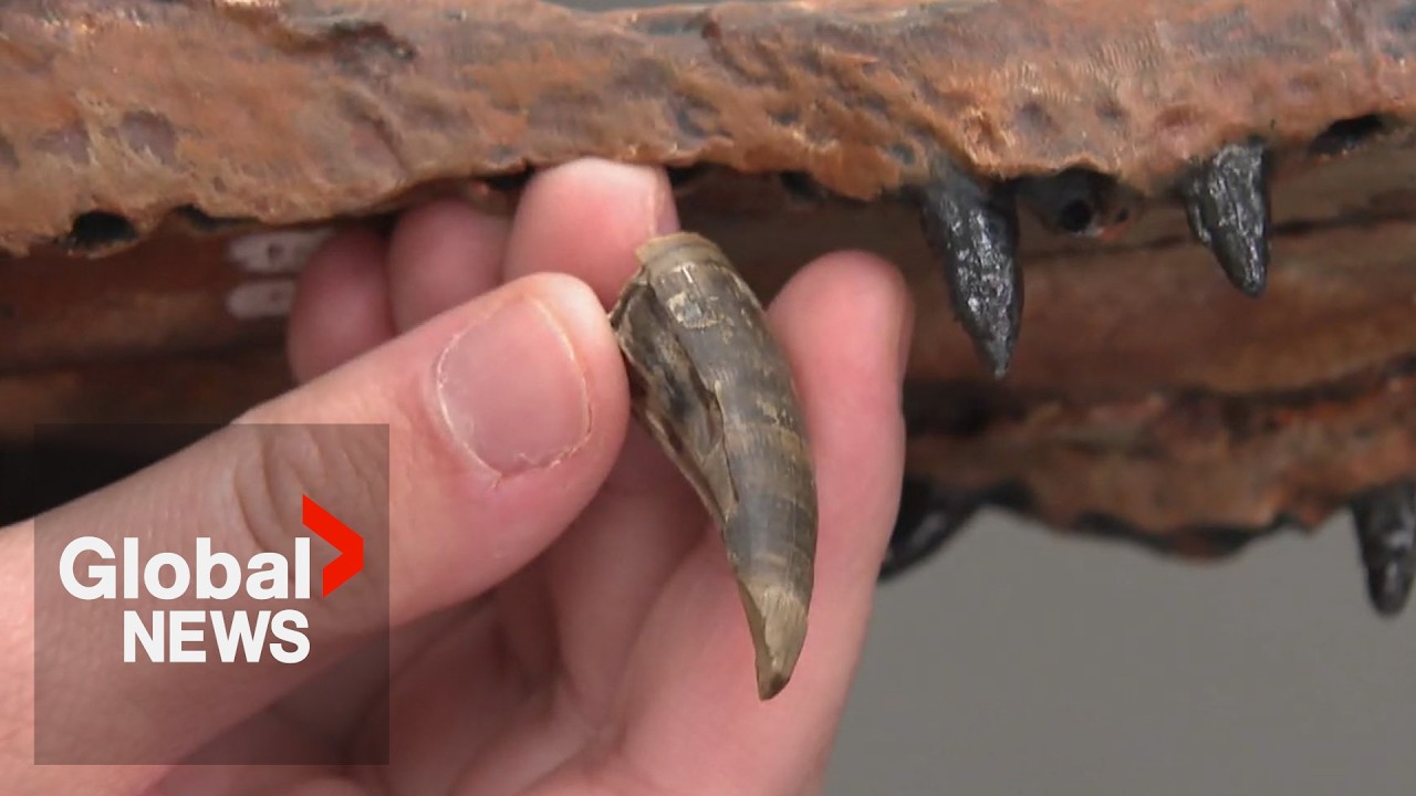 Rare fossil discovery in Canada opens new world of mystery in paleontology