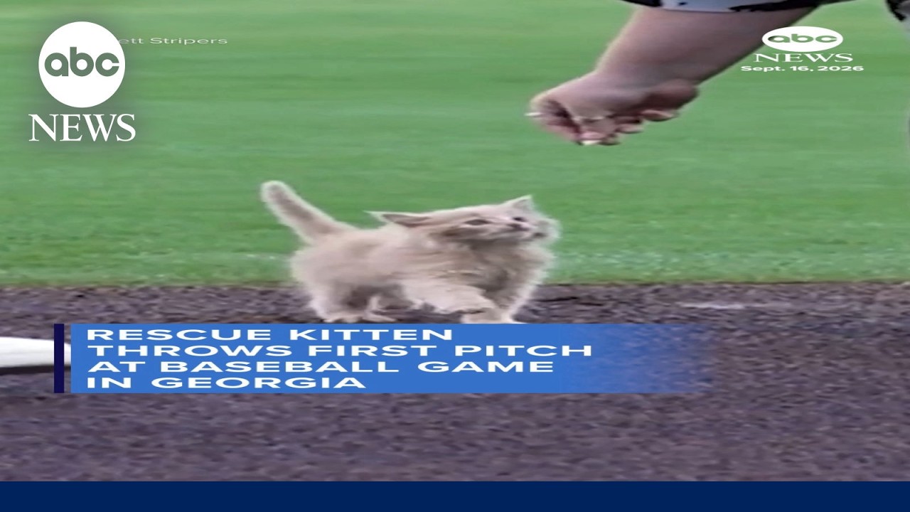 Rescue kitten throws first pitch at baseball game in Georgia