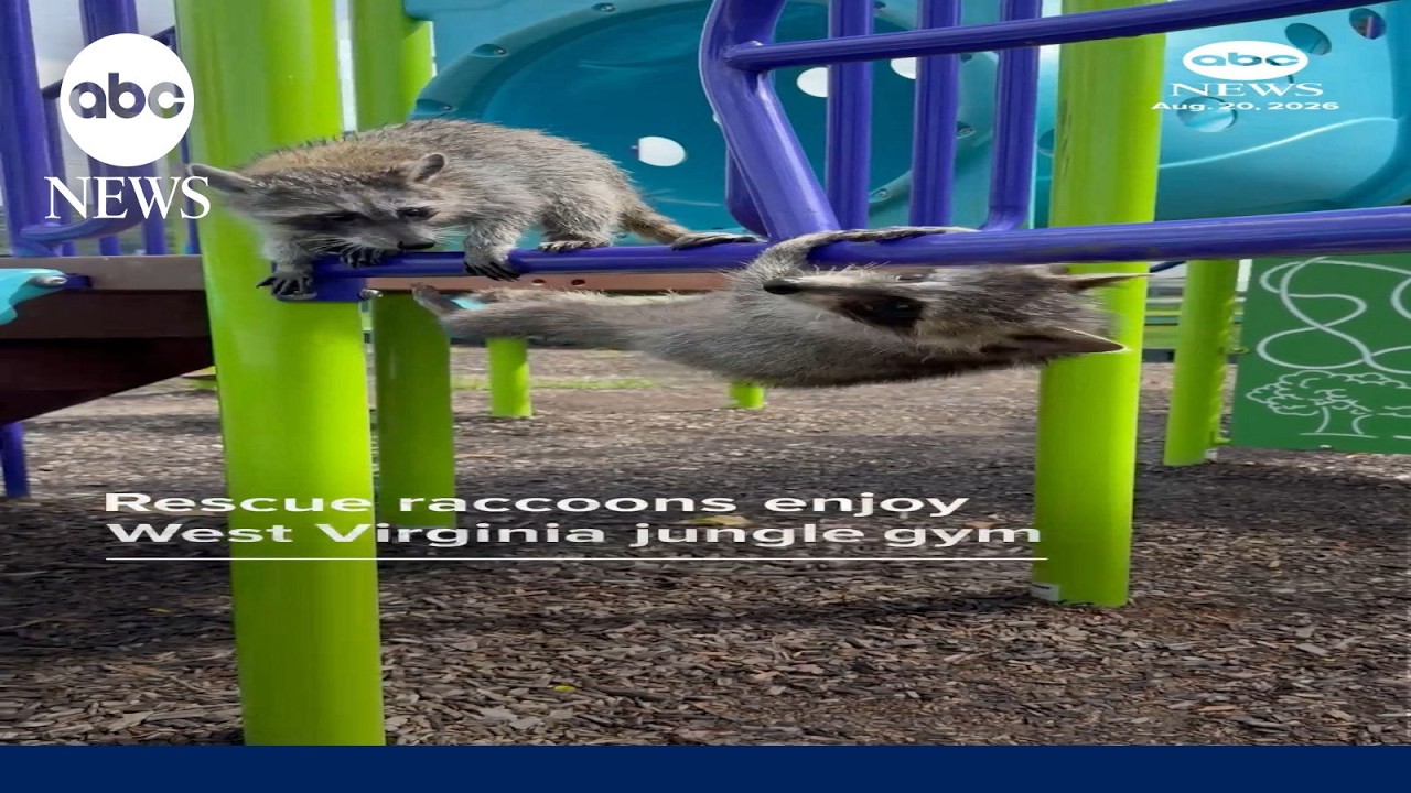 Rescue raccoons enjoy West Virginia jungle gym