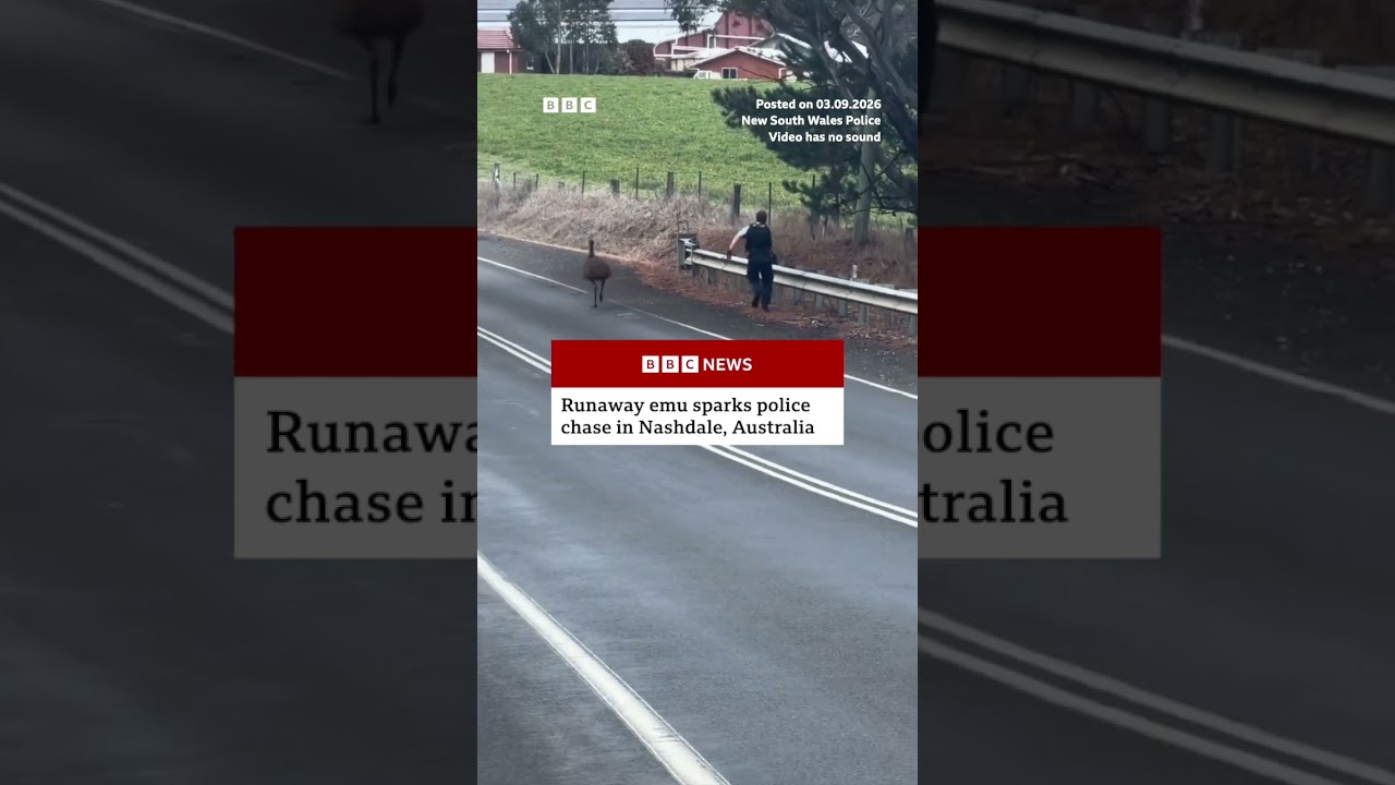 Runaway emu sparks Australian police chase. #BBCNews