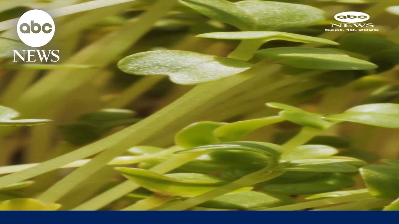 Salmonella outbreak linked to broccoli sprouts