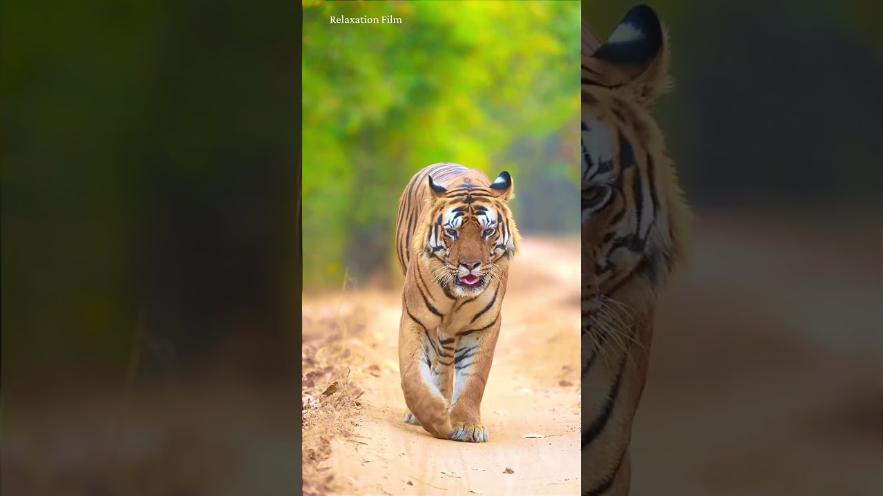 Somewhere in the wild, every path has a story. This one belongs to a tiger. 🐅