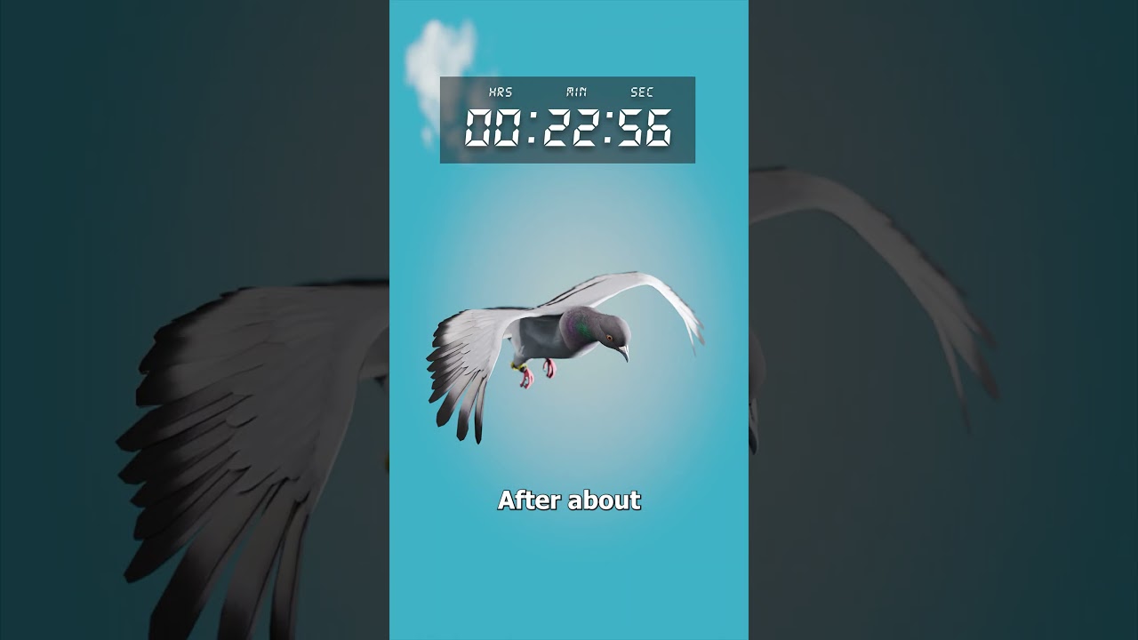 The Pigeon That Beat An Internet Connection 😬